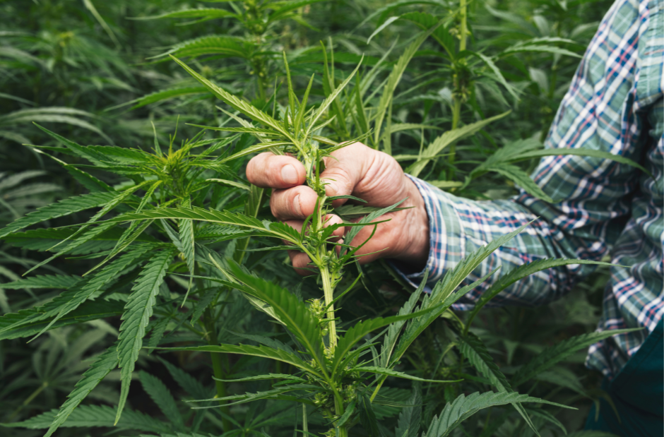 How Can Hemp Help Repair Soil?